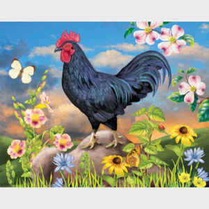 Black Rooster