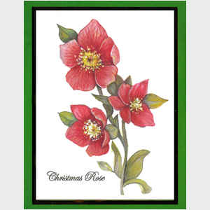 Christmas Rose