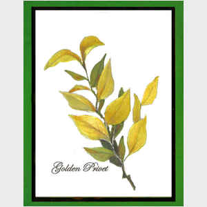 Golden Privet