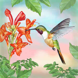 Hummingbirds