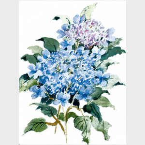 Hydrangea   