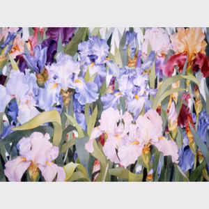 Iris Garden
