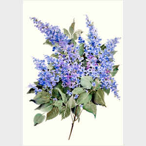Lilacs