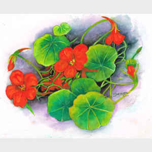 Nasturtiums
