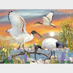 Sacred Ibis
