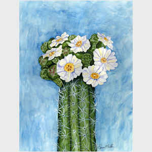 Saguaro   