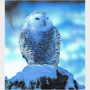 Snowy Owl in Winter