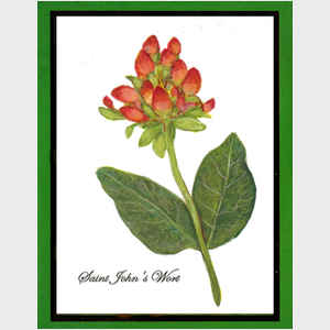 St. John's Wort