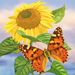 Sunflower and Painted Lady, square