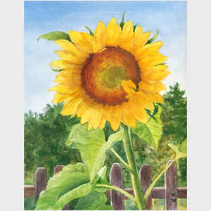 Sunflower II