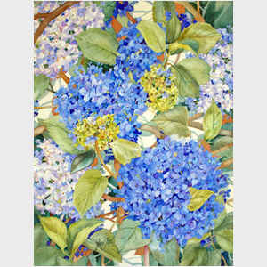 The Hydrangea Blues