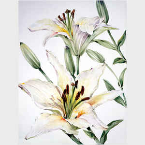 White Lily II
